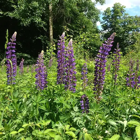 Holiday home & Campingfaesser Am Kunstteich